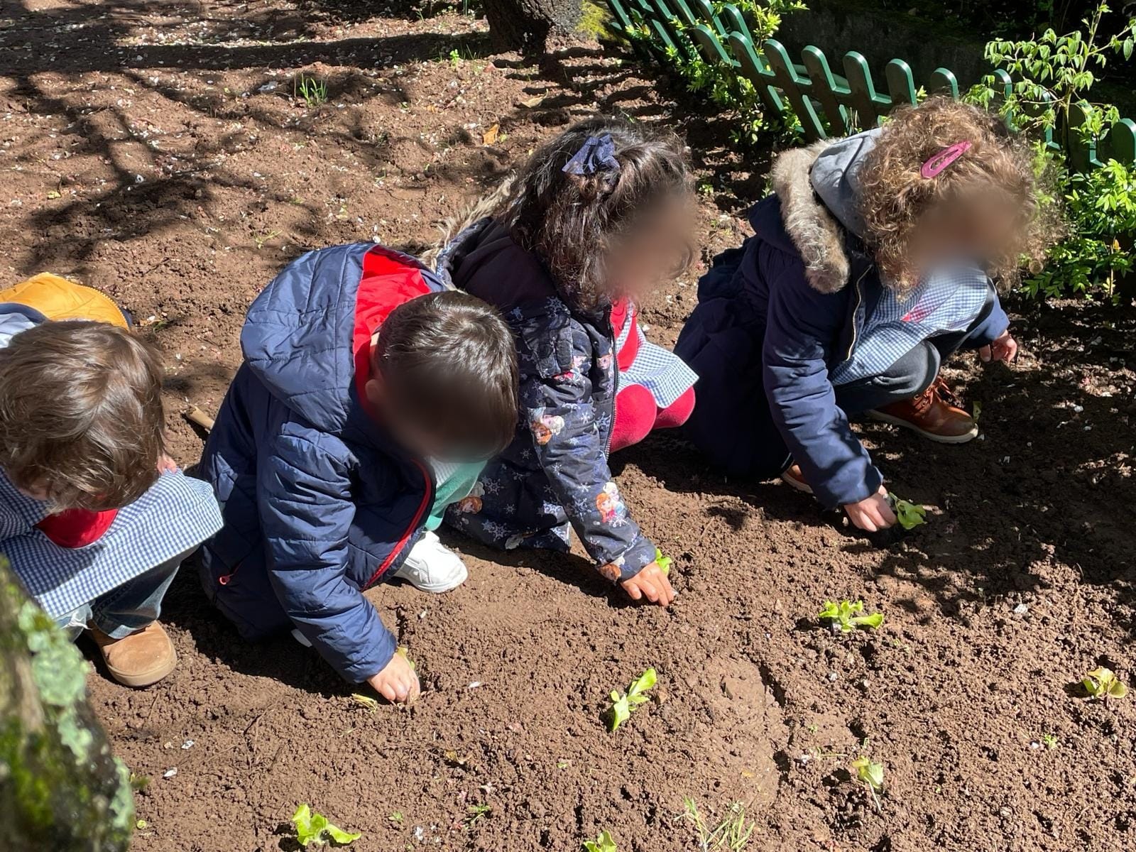 Plantar alfaces na horta!